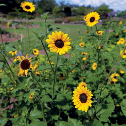 Pesticide Certification
